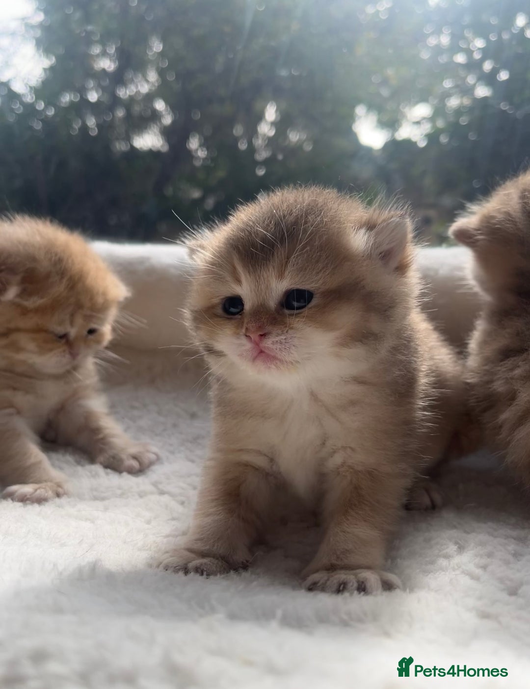 British Shorthair cats for sale: TICA Reg Beautiful Golden & Golden Tabby Bsh  - Image 5
