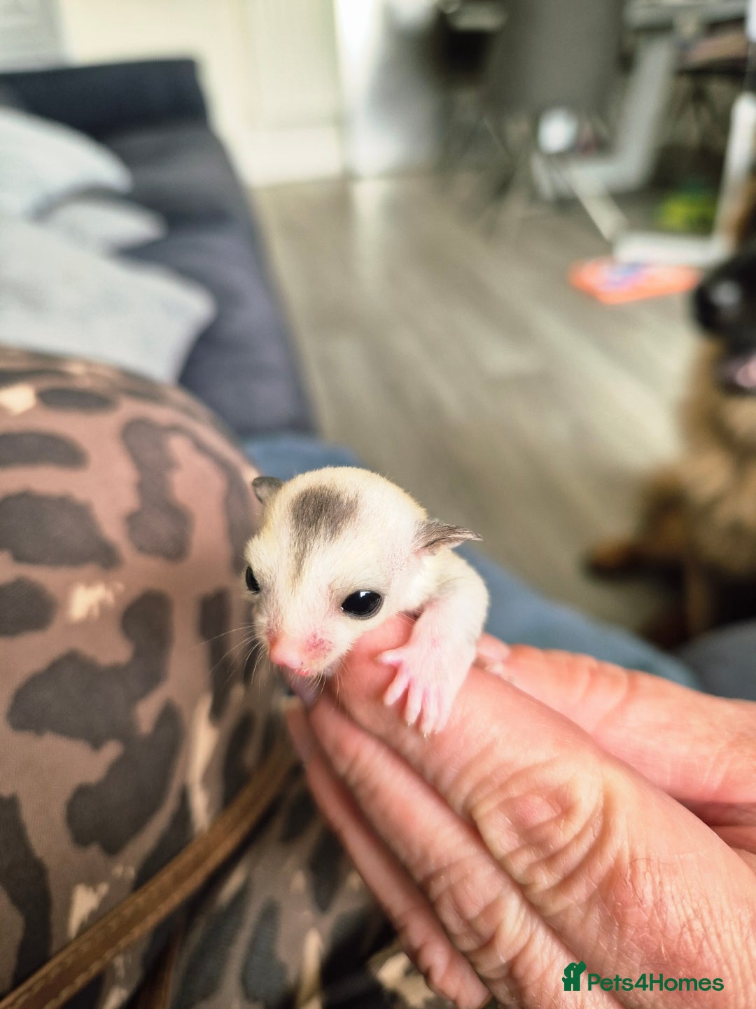 Sugar Glider rodents for sale: 4 baby sugar gliders ready 13th sept  - Image 6