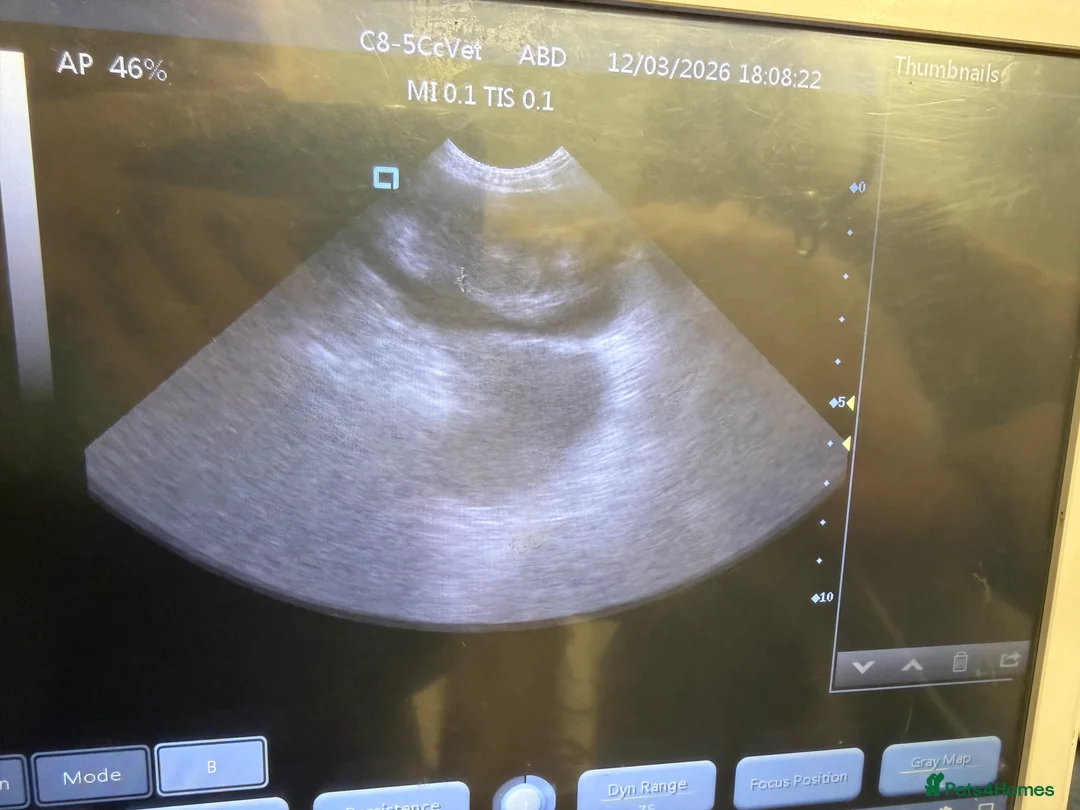 Cavapoo dogs for sale: Puppies DUE in Petersfield - Advert 1