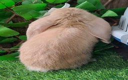 French Lop rabbits for sale: PURE Giant French Lops - Vaccinated - RESERVE - Image 12
