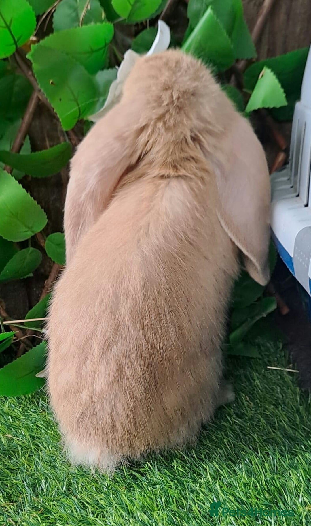 French Lop rabbits for sale: PURE Giant French Lops - Vaccinated - RESERVE - Image 12