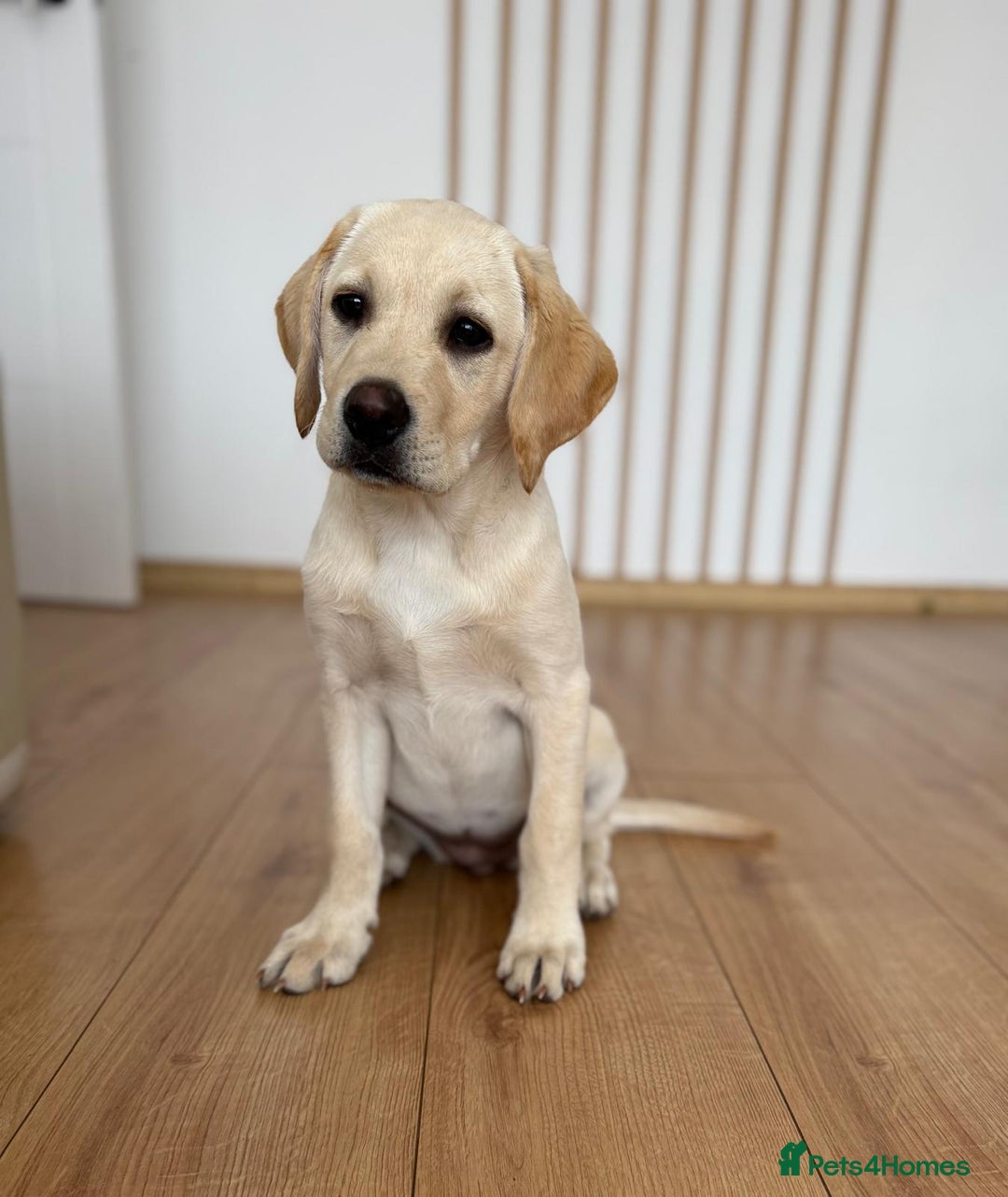 Labrador Retriever dogs for sale: Labrador retriver - Advert 2