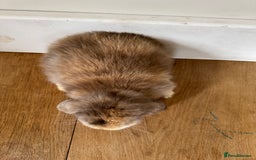 Mini Lop rabbits for sale: Pure mini lop baby rabbits - Image 2
