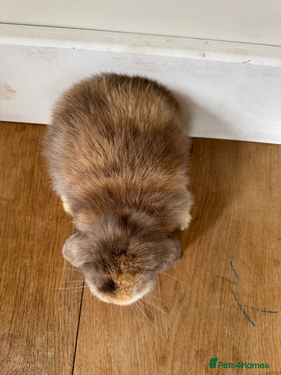 Mini Lop rabbits for sale: Pure mini lop baby rabbits - Image 2