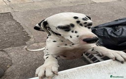 Dalmatian dogs for sale: perdita the dalmatian  - Image 3