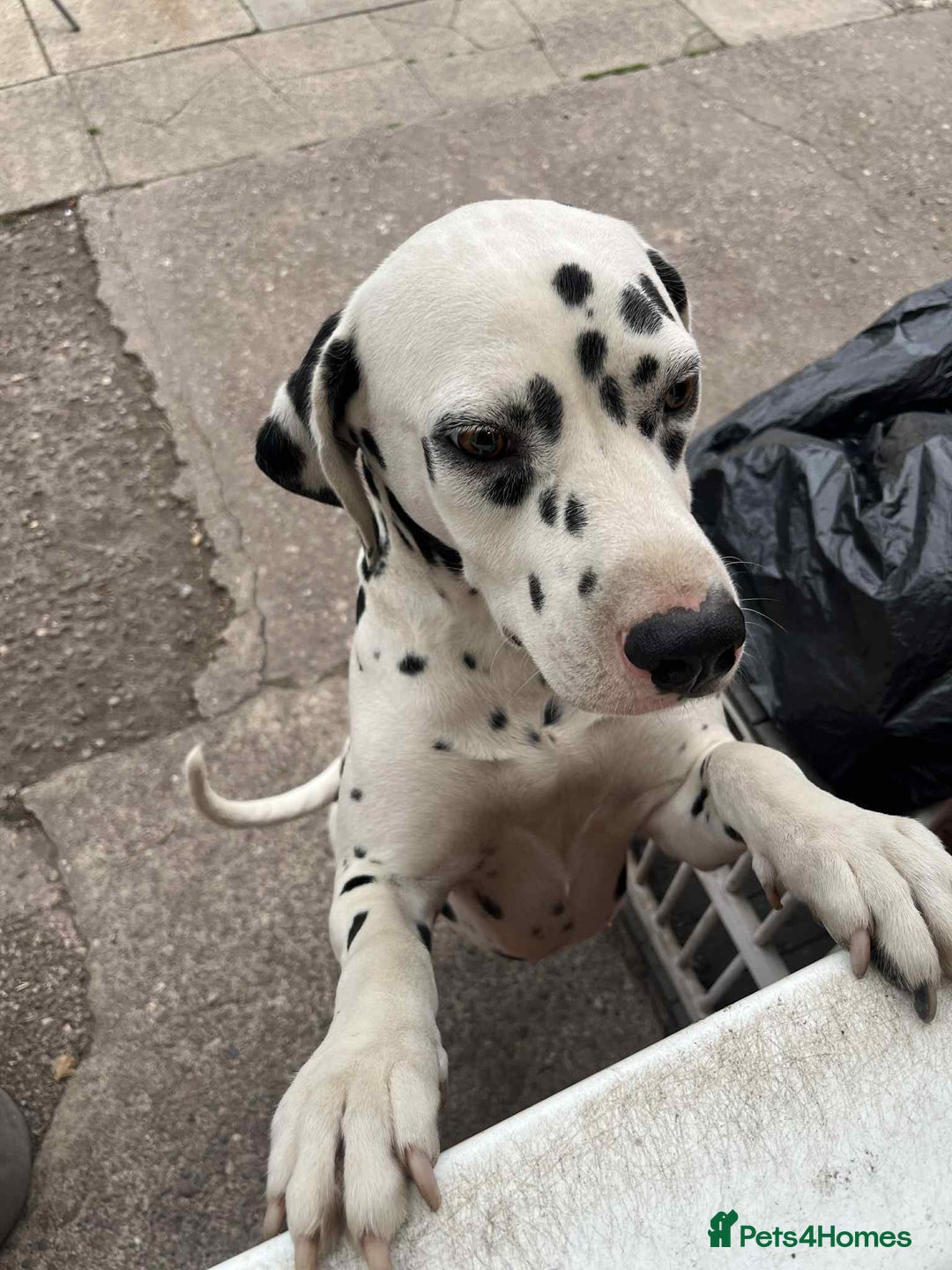 Dalmatian dogs for sale: perdita the dalmatian  - Image 3