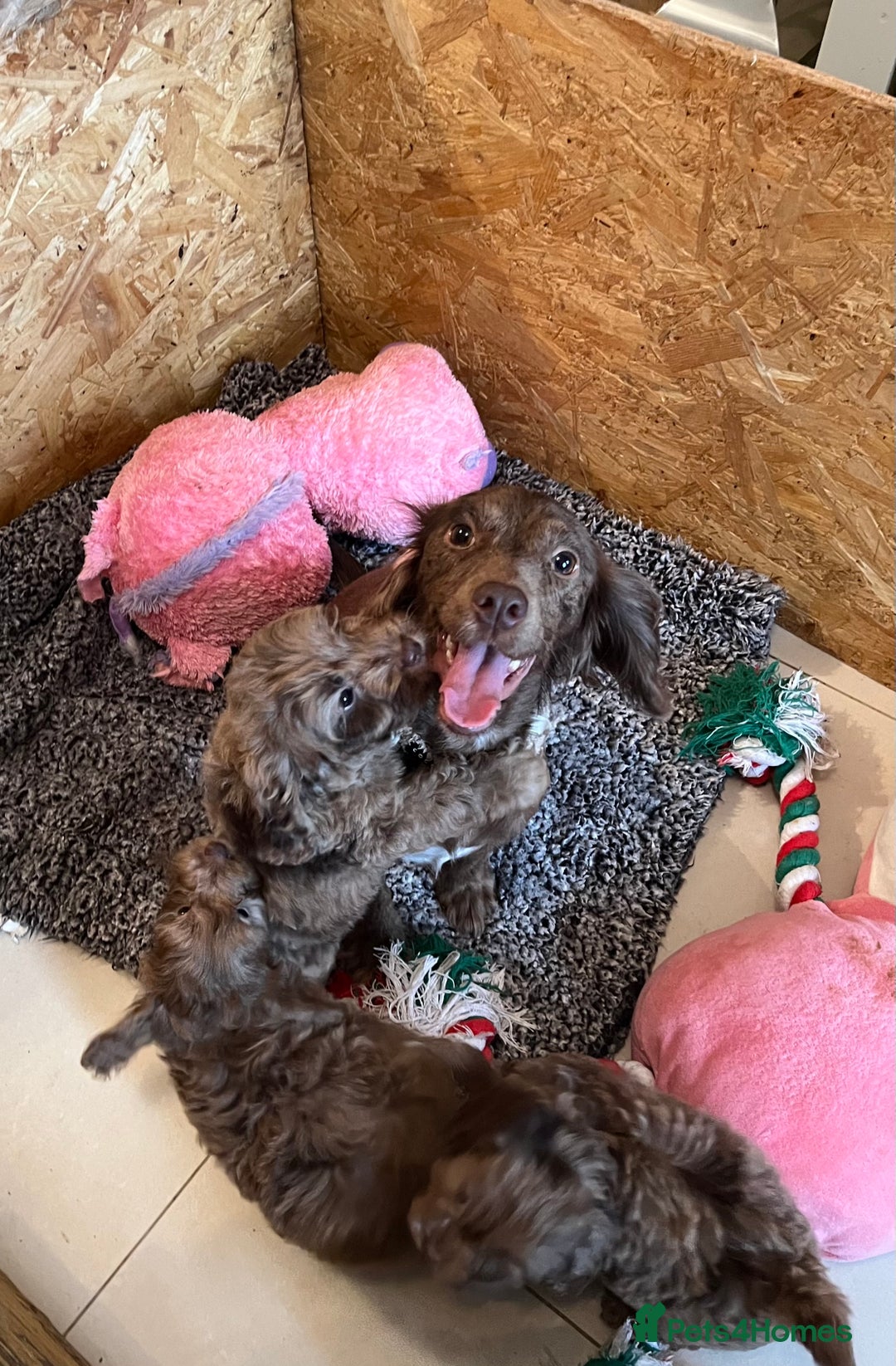 Cockapoo dogs for sale: 🩷READY TO LEAVE - Beautiful F1 Cockapoo pups  - Image 5