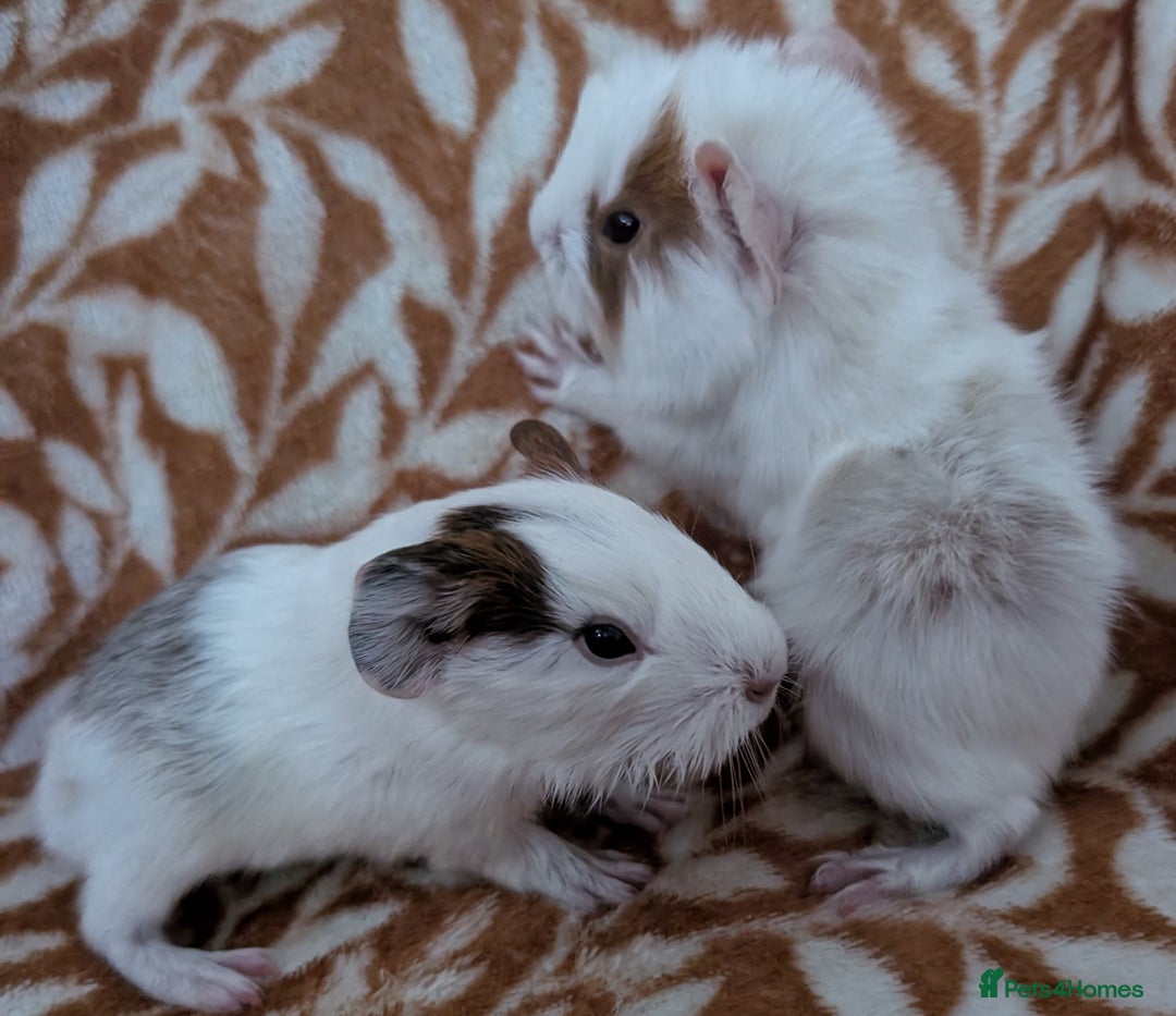 Guinea Pig rodents for sale:  baby guinea pigs  - Image 5