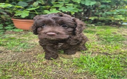 Cockapoo dogs for sale: Beautiful Cockapoo Puppies - Image 4