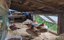Chickens poultry for sale: Tiny Seramas Bantams,Adults & Youngsters. - Image 13