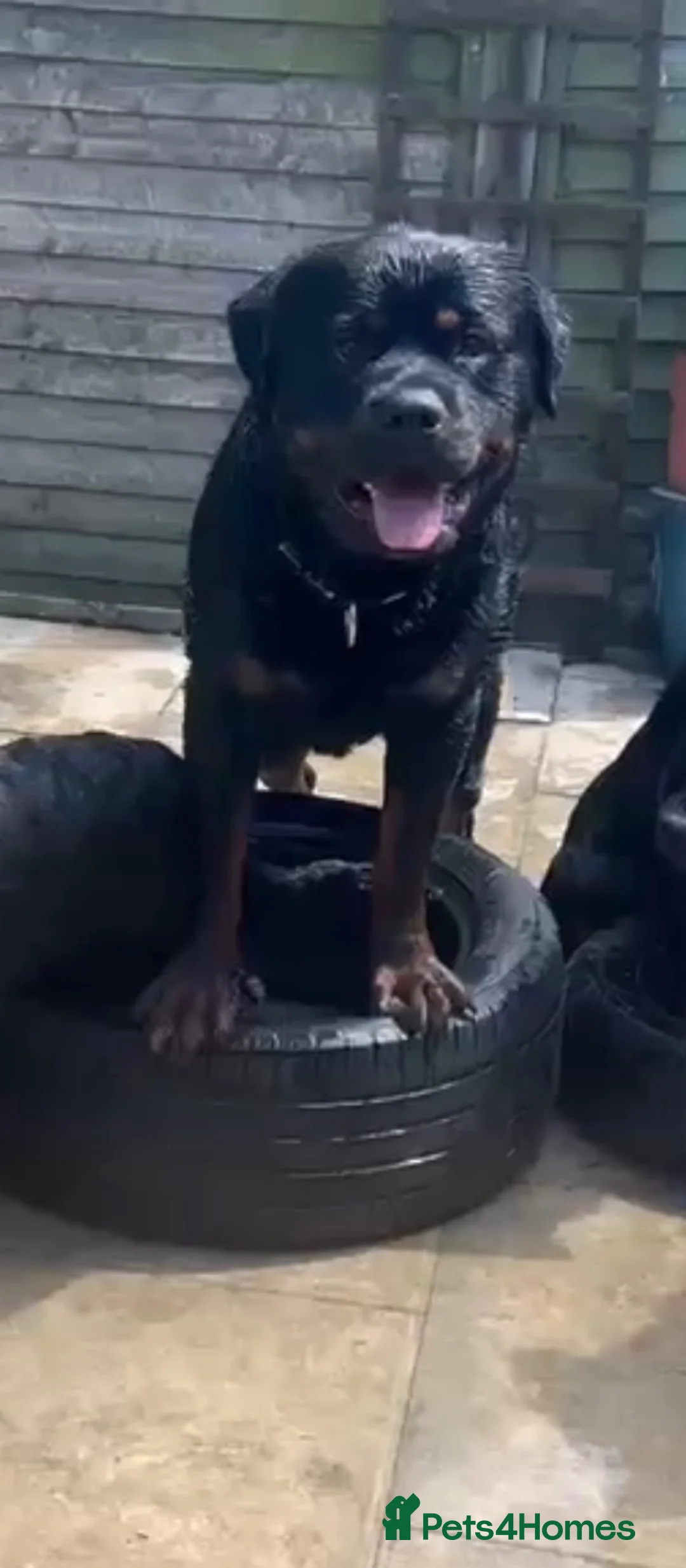 Rottweiler dogs for sale: KC Registered Rottweiler Puppies - Advert 9