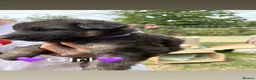 German Shepherd dogs for sale: Beautiful German Shepherd puppies for sale in Stanford-le-Hope - Advert 9