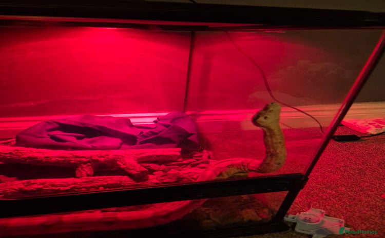 Boa Snake reptiles - Advert 9