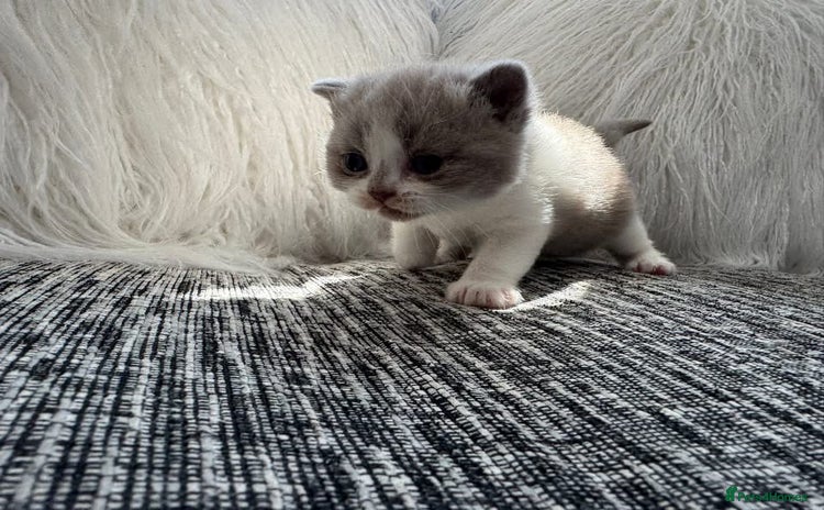 British Shorthair cats - Advert 18