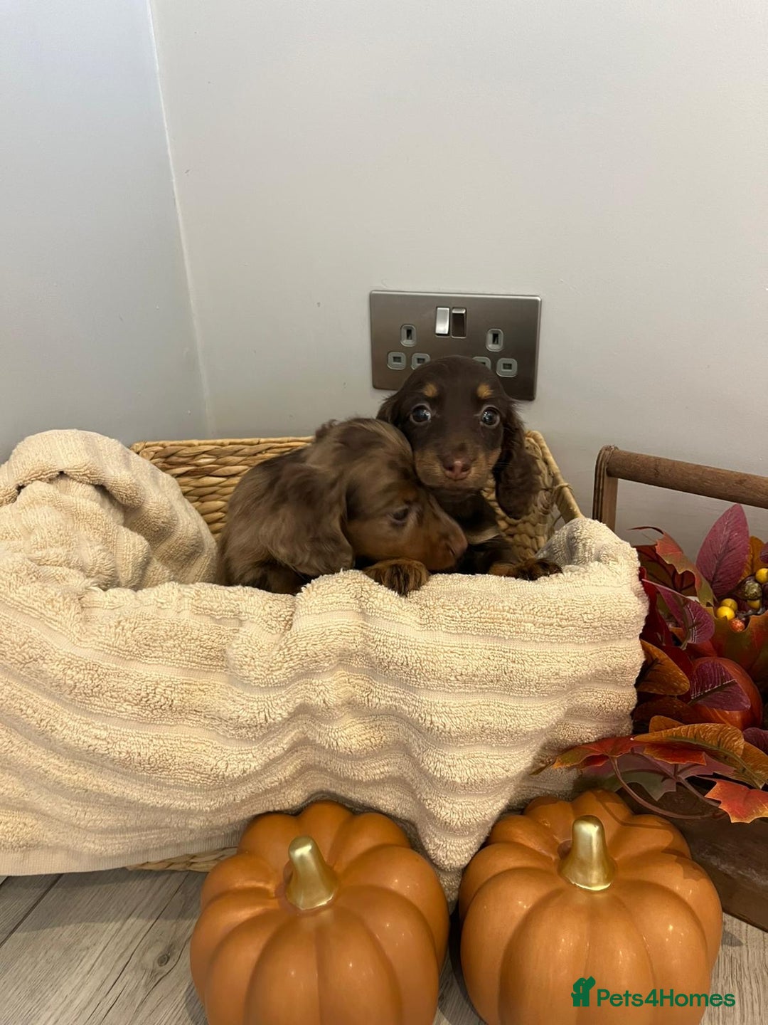 Miniature Dachshund dogs for sale: Beautiful miniature dachshund puppies  - Image 20