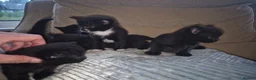 Mixed Breed cats for sale: 5 gorgeous black and white kittens  - Advert 22