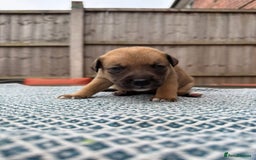 Mixed Breed dogs for sale: Staffordshire bull terrier cross whippets - Image 6