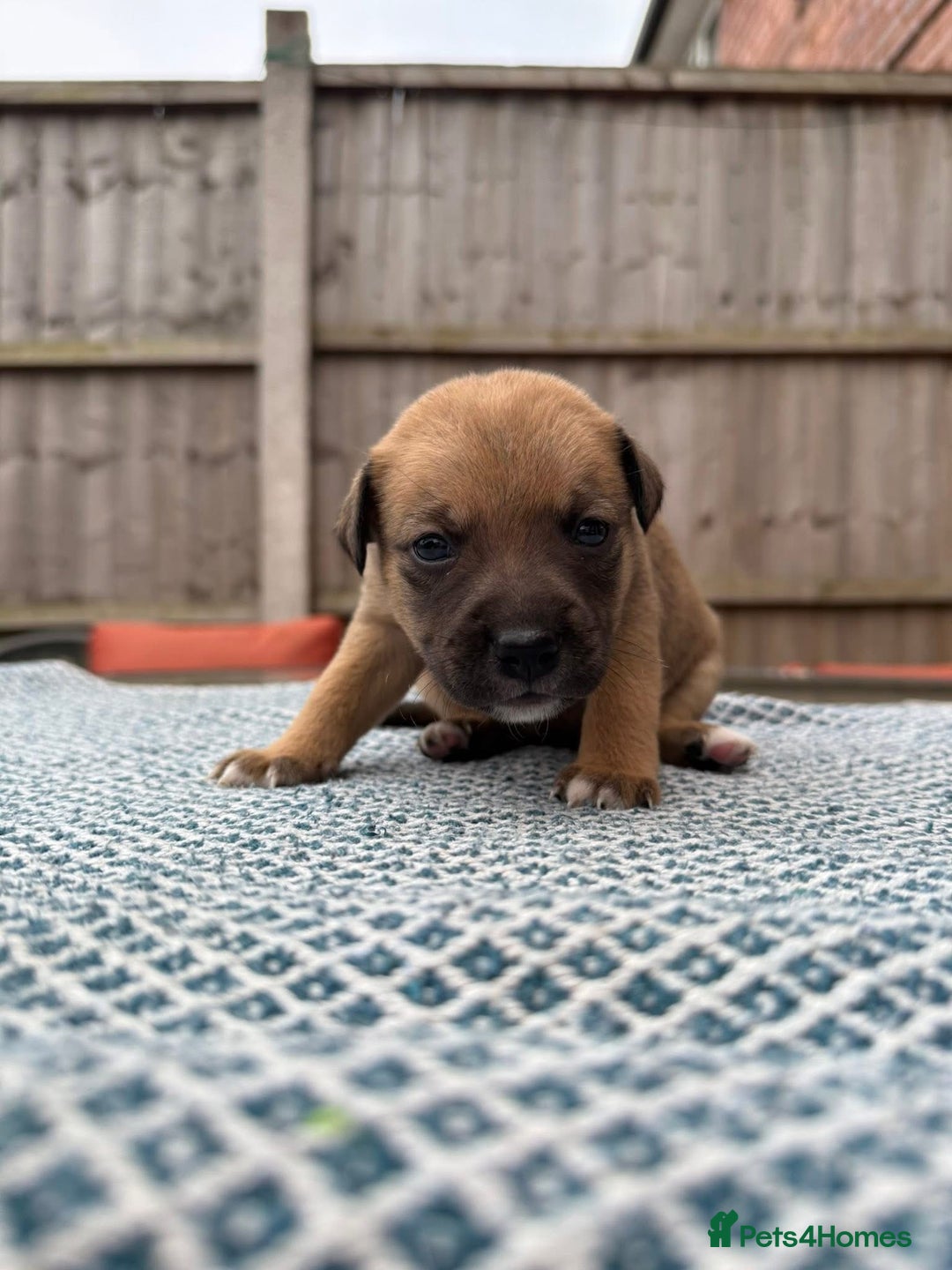 Mixed Breed dogs for sale: Staffordshire bull terrier cross whippets - Image 6