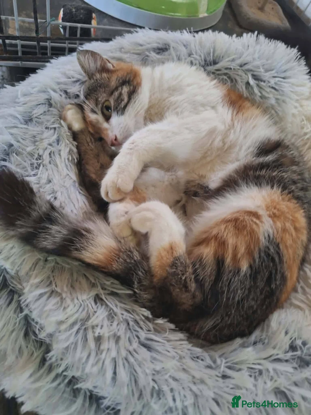 Mixed Breed cats for adoption: Willow for adoption in Doncaster - Advert 5
