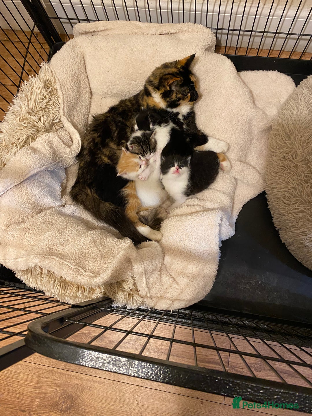 Mixed Breed cats for sale: Adorable Kittens  - Advert 3