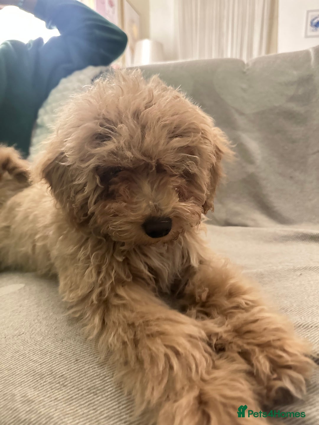 Maltipoo dogs for sale: Stunning 3-Month-Old Maltipoo Puppy - Advert 1