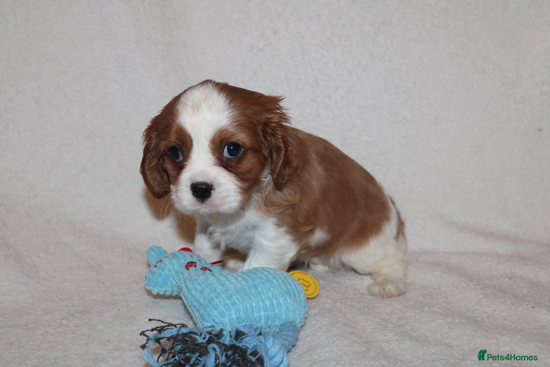 Cavalier King Charles Spaniel dogs for sale: Gorgeous Cavalier King Charles Spaniel puppies - Image 10