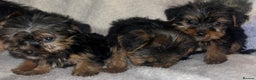 Yorkshire Terrier dogs for sale: Yorkshire Terrier Puppies  - Advert 6