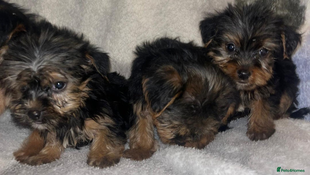 Yorkshire Terrier dogs for sale: Yorkshire Terrier Puppies  - Advert 6