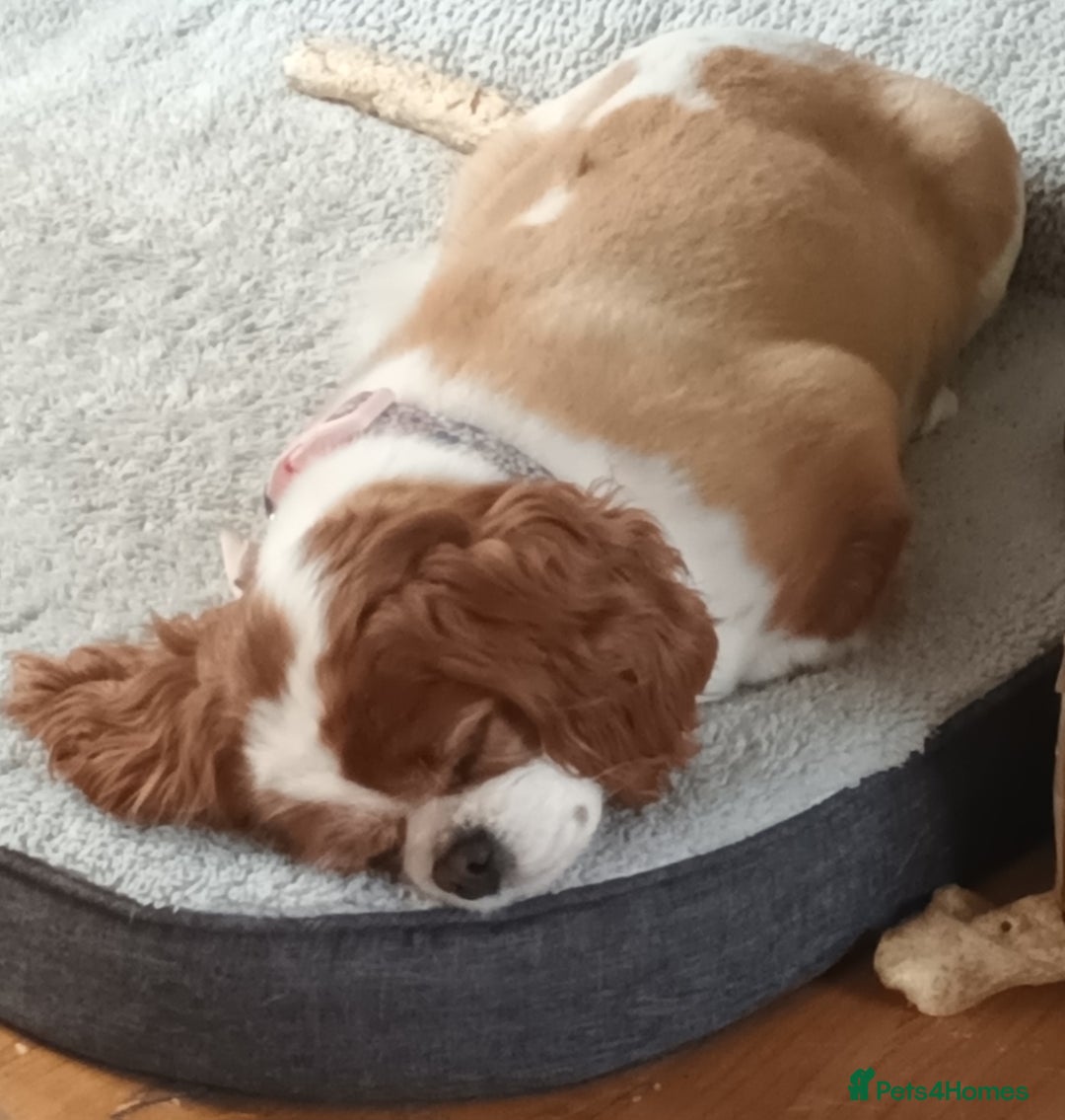 King Charles Spaniel dogs for sale: King Charles Caverlier - Image 3