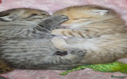 Scottish Fold cats for sale: 5 Scottish Folds - Image 5