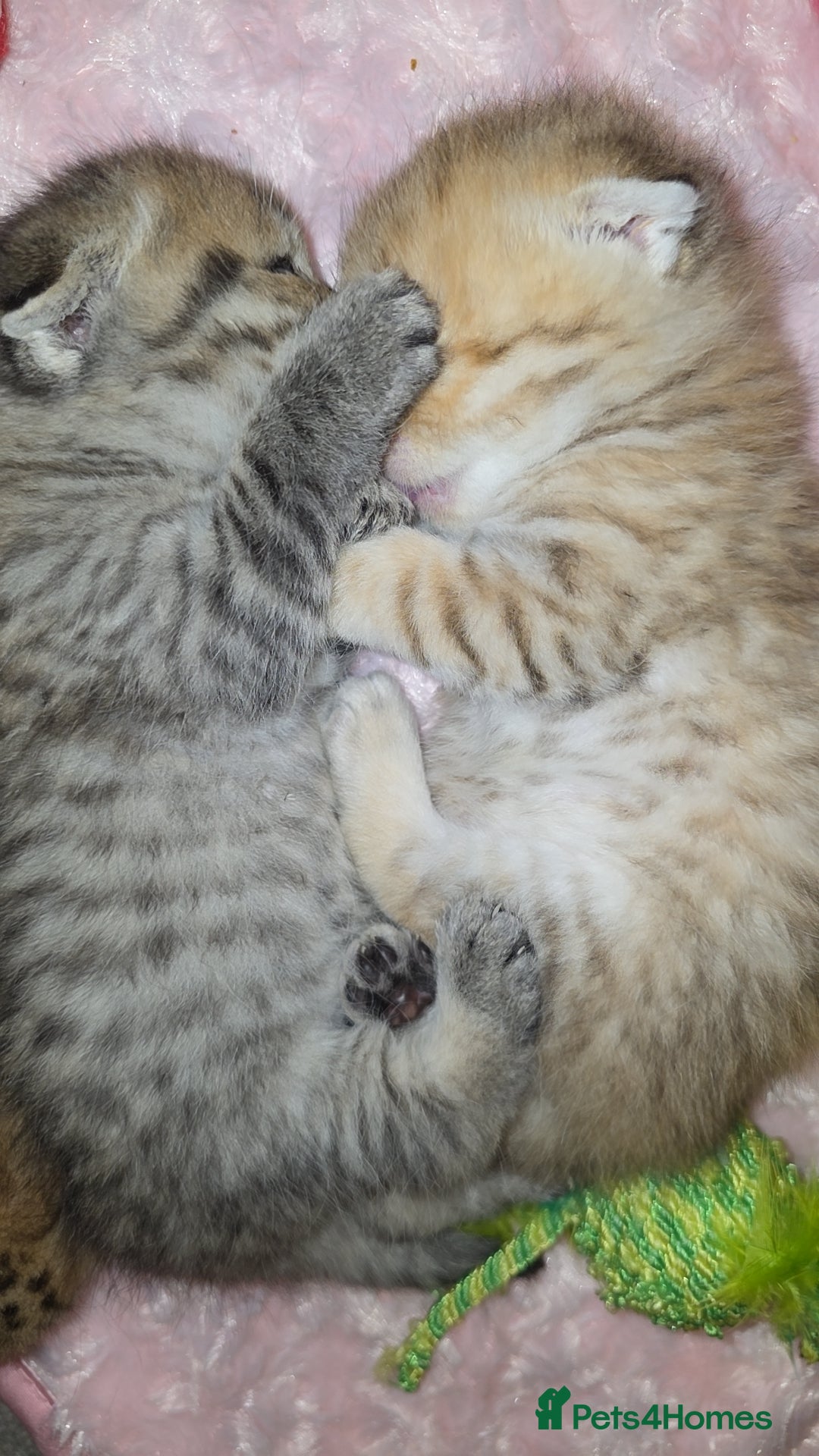 Scottish Fold cats for sale: 5 Scottish Folds - Image 5