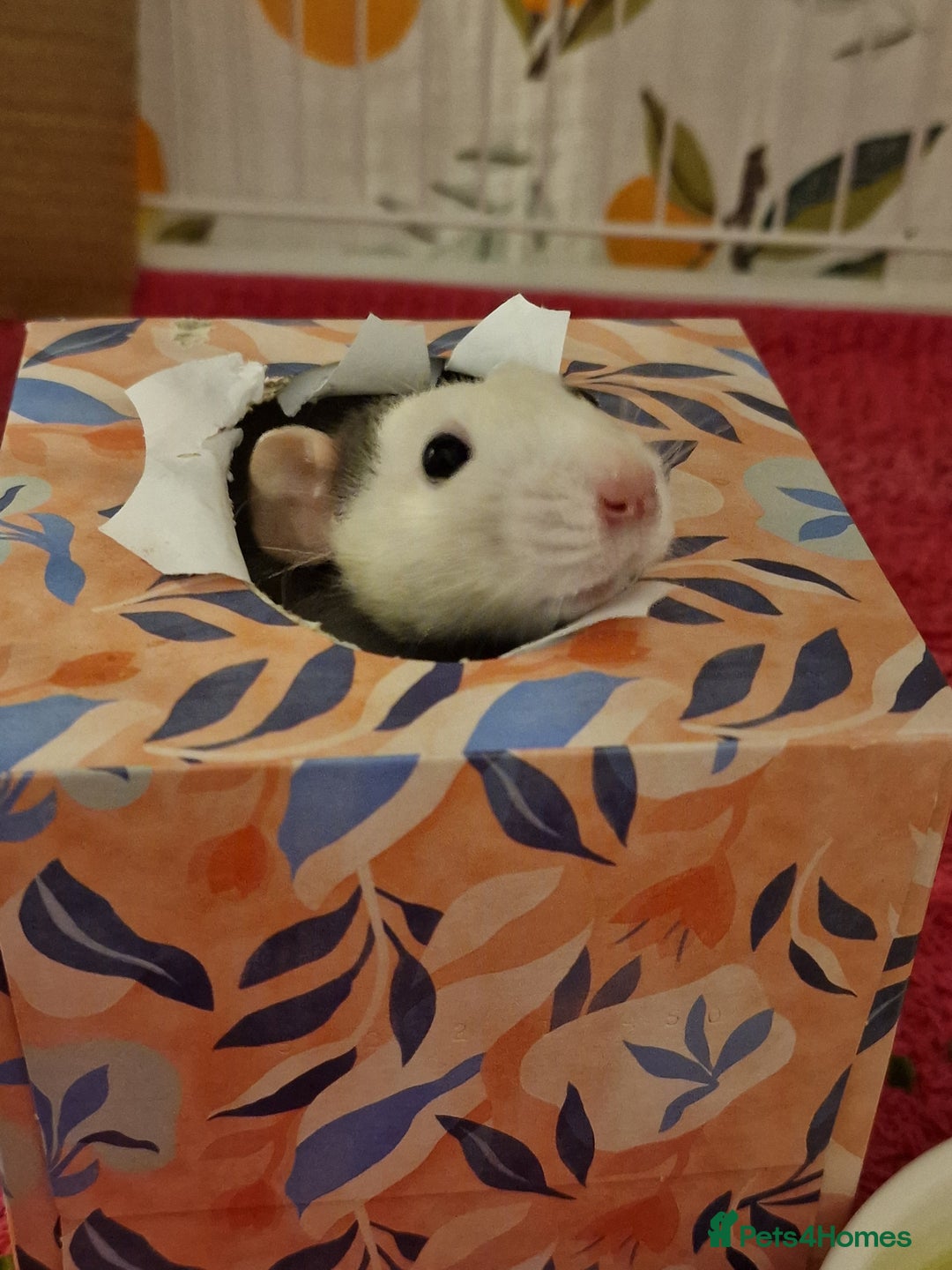 Rat rodents for sale: 2 lovely female rats - Image 4