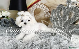 Maltese dogs for sale: Tiny KC Reg. Korean Line Maltese- by Emperatrice - Image 12