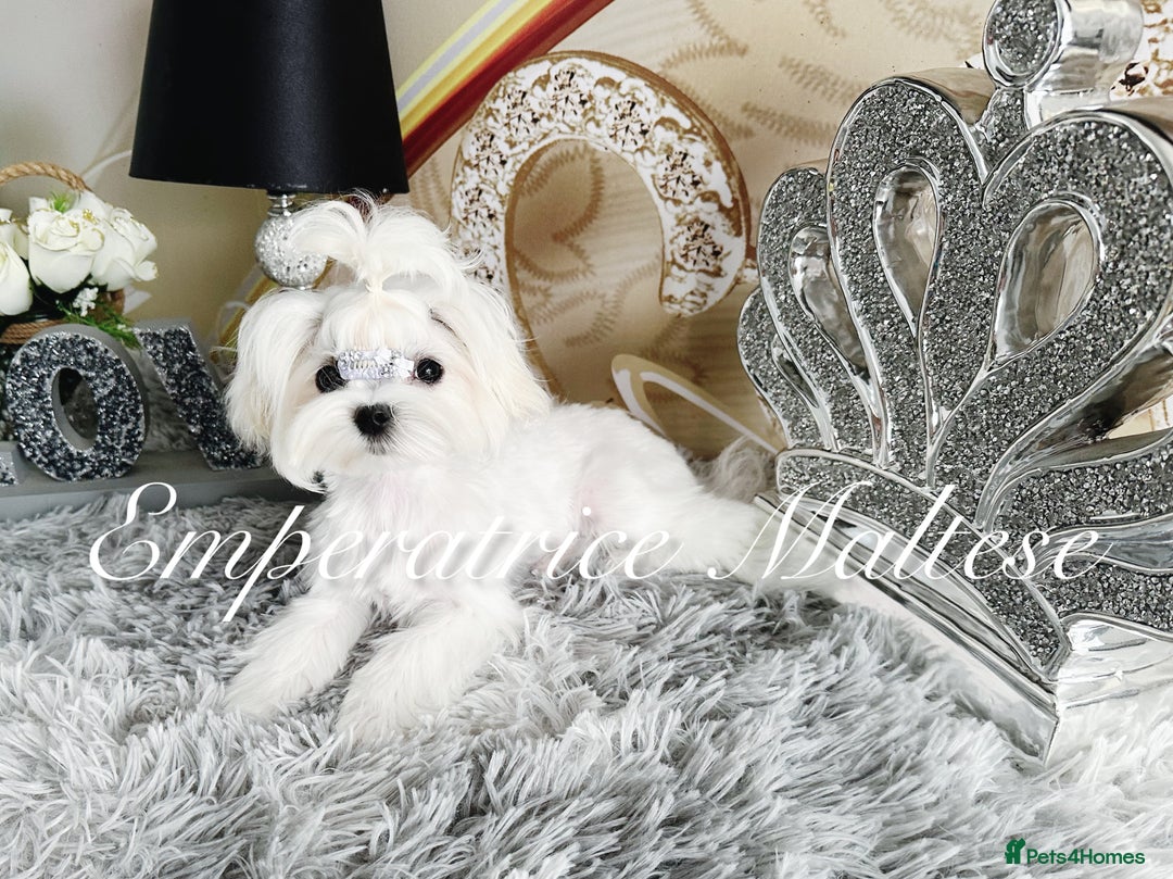Maltese dogs for sale: Tiny KC Reg. Korean Line Maltese- by Emperatrice - Image 12