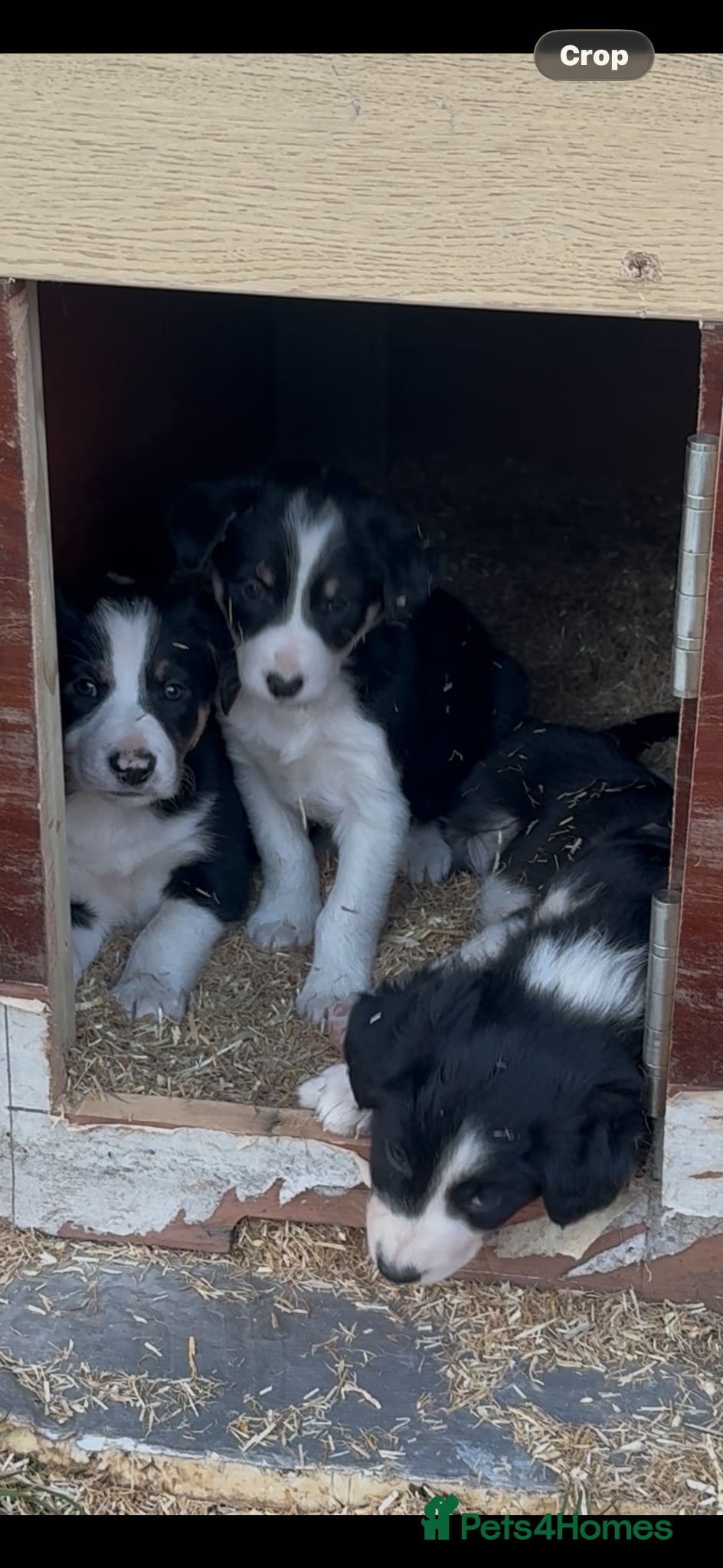 Border Collie dogs Friendly well bred intelligent puppies    - Advert 1