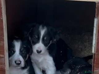 Border Collie dogs Friendly well bred intelligent puppies - Advert 1