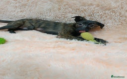 Mixed Breed dogs for adoption: 💙🐶 MILO 🐶💙 - Image 3