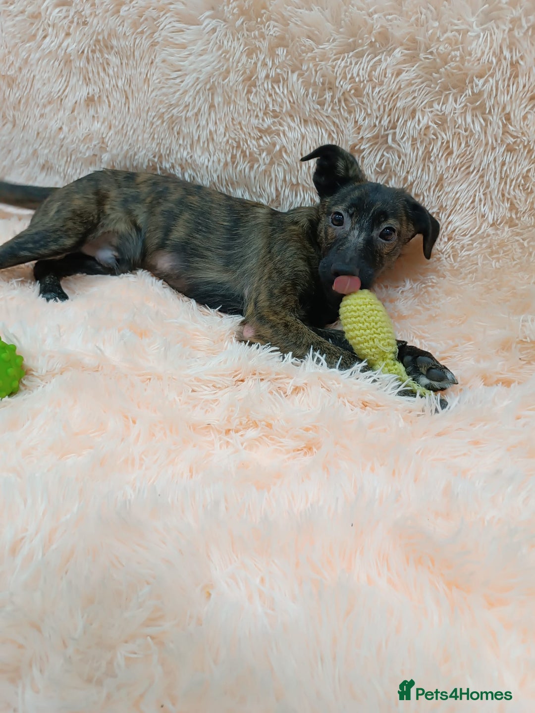 Mixed Breed dogs for adoption: 💙🐶 MILO 🐶💙 - Image 3