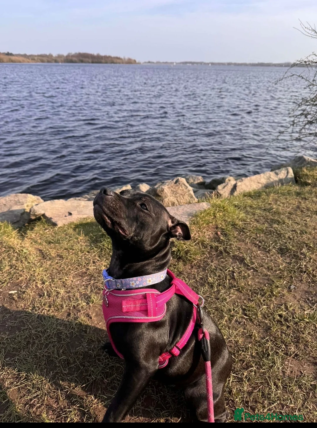 Staffordshire Bull Terrier dogs for sale: Stafford Bull Terrier Puppy’s  - Advert 8