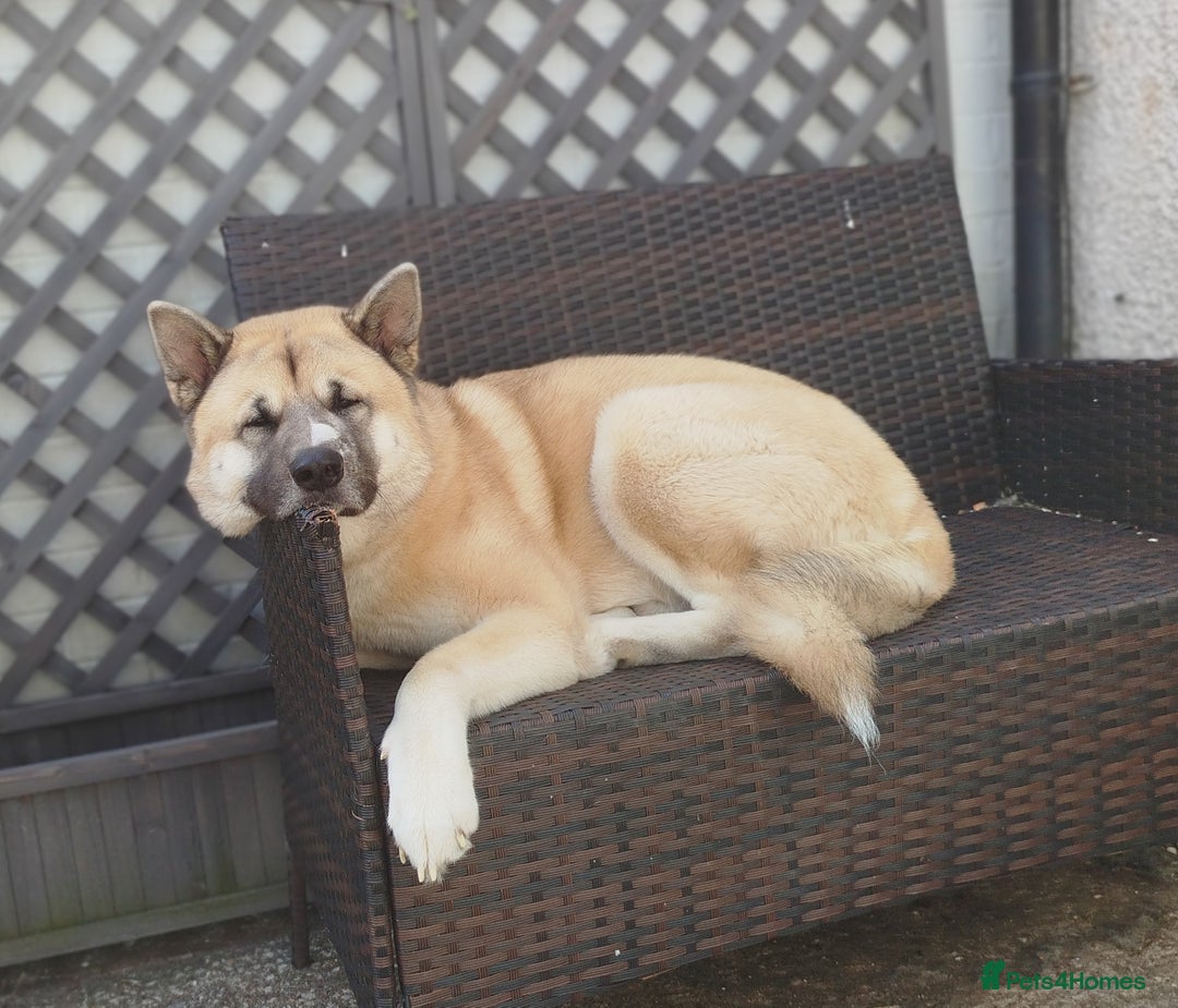 Akita dogs for stud: Male Akita for stud in Caerphilly/Cardiff  in Caerphilly - Image 4