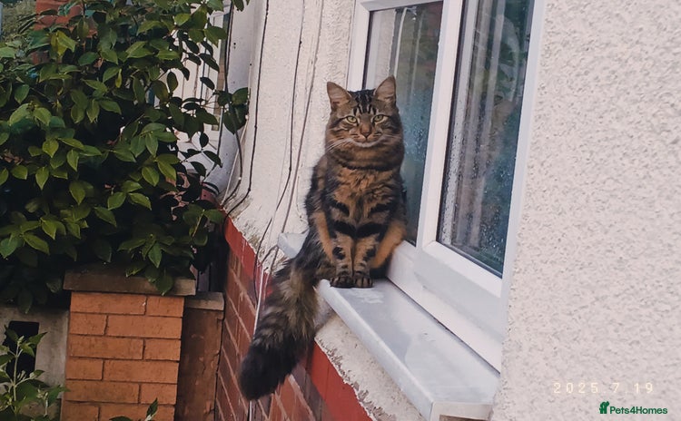 Mixed Breed cats - Advert 3