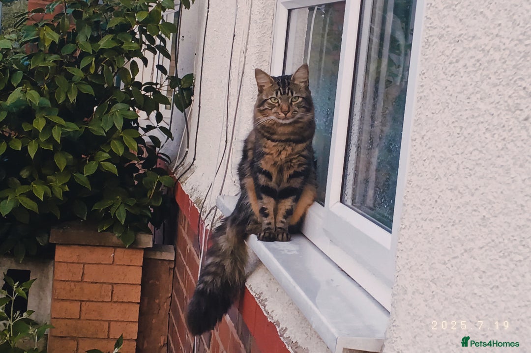 Mixed Breed cats for sale: Beautiful Young Male Cat - Image 1