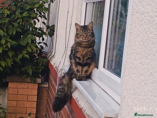 Mixed Breed cats - Advert 1