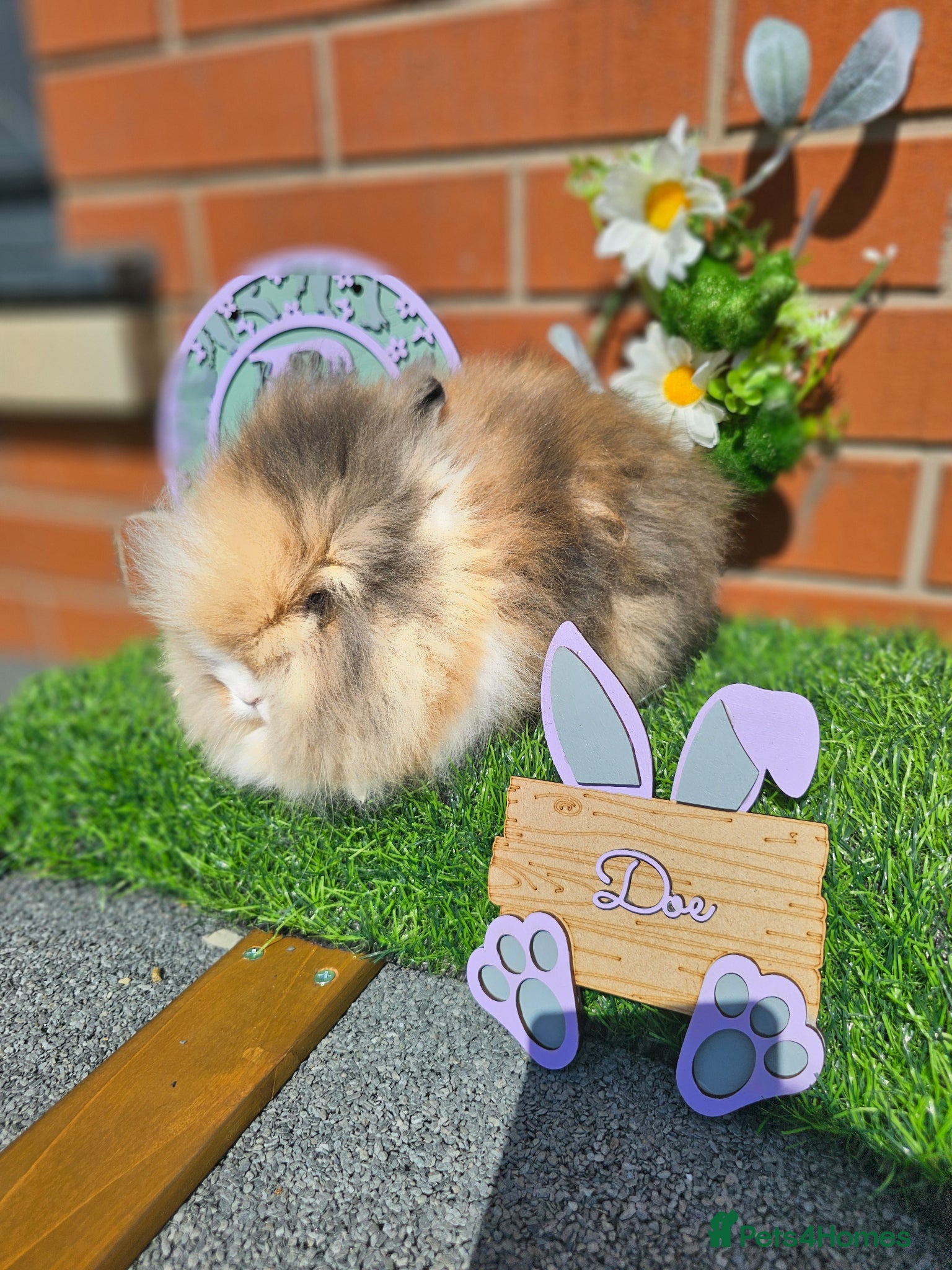Lionhead rabbits Double mane lionhead girl - Advert 1