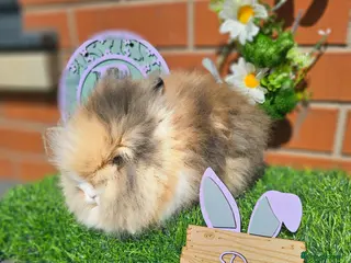 Lionhead rabbits Double mane lionhead girl - Advert 1