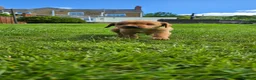 Labrador Retriever dogs for sale: KC Reg Working Fox Red Labrador  - Advert 3