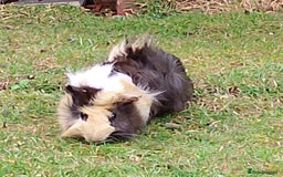 Guinea Pig rodents for sale: Beautiful baby boy  - Image 9