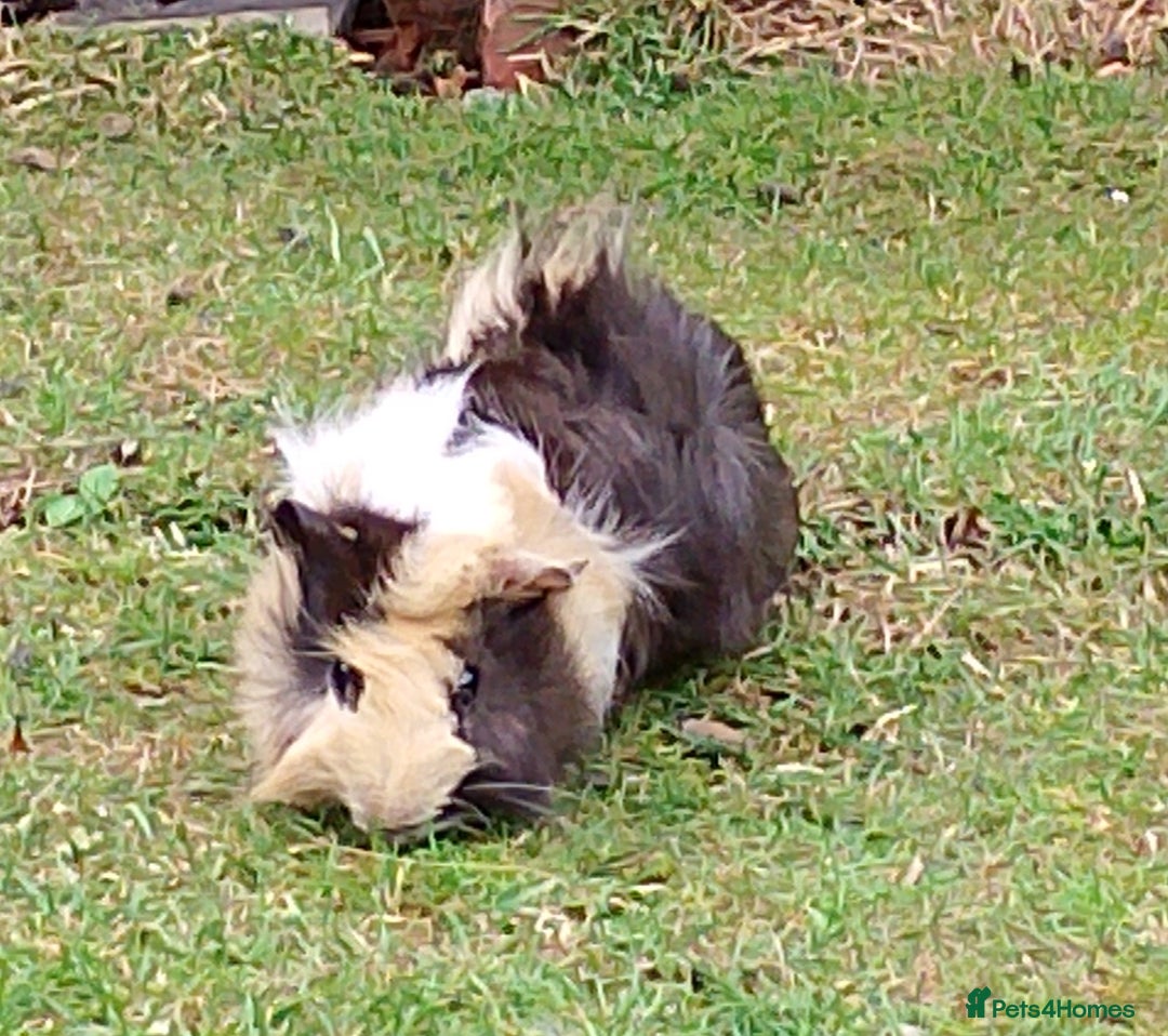 Guinea Pig rodents for sale: Beautiful baby boy  - Image 9