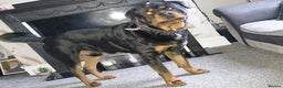 Rottweiler dogs for sale: Gorgeous boy 2 yr old rottweiler  - Advert 1