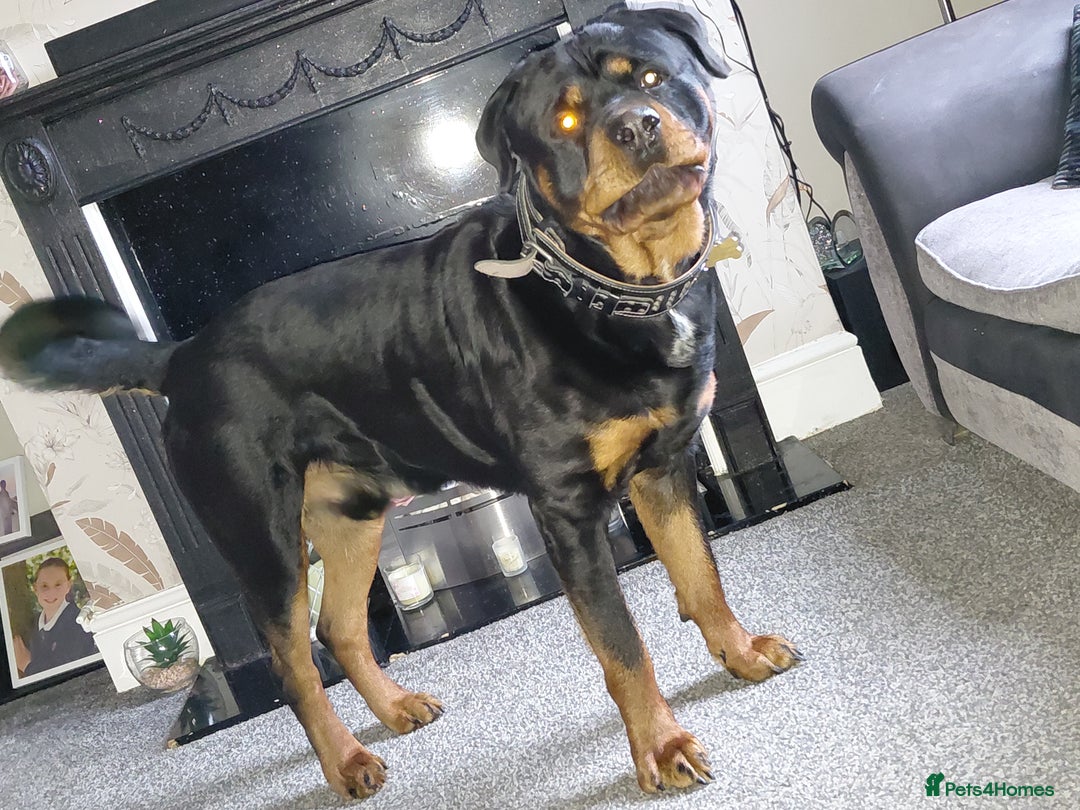 Rottweiler dogs for sale: Gorgeous boy 2 yr old rottweiler  - Advert 1